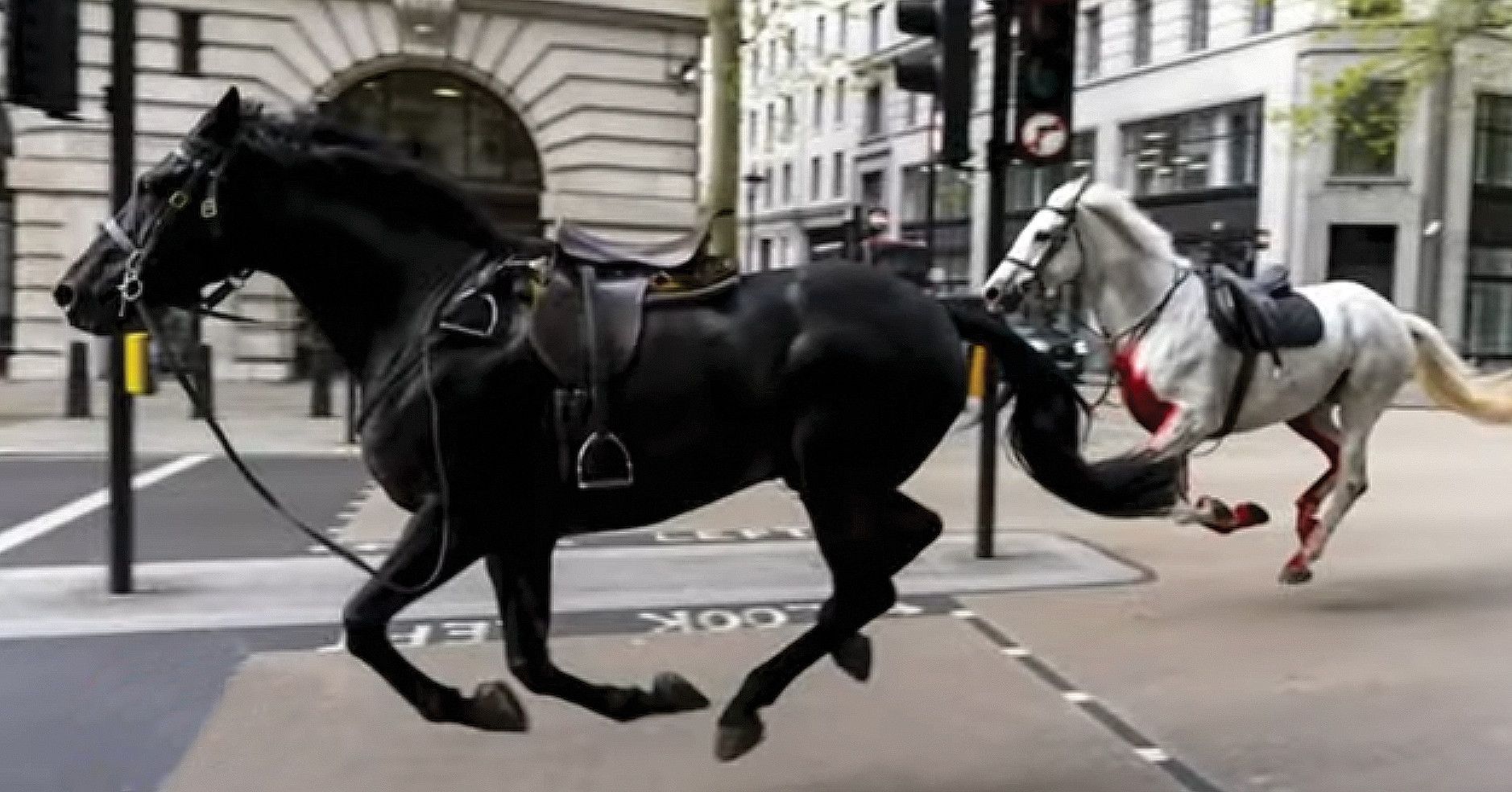 Runaway horses in London